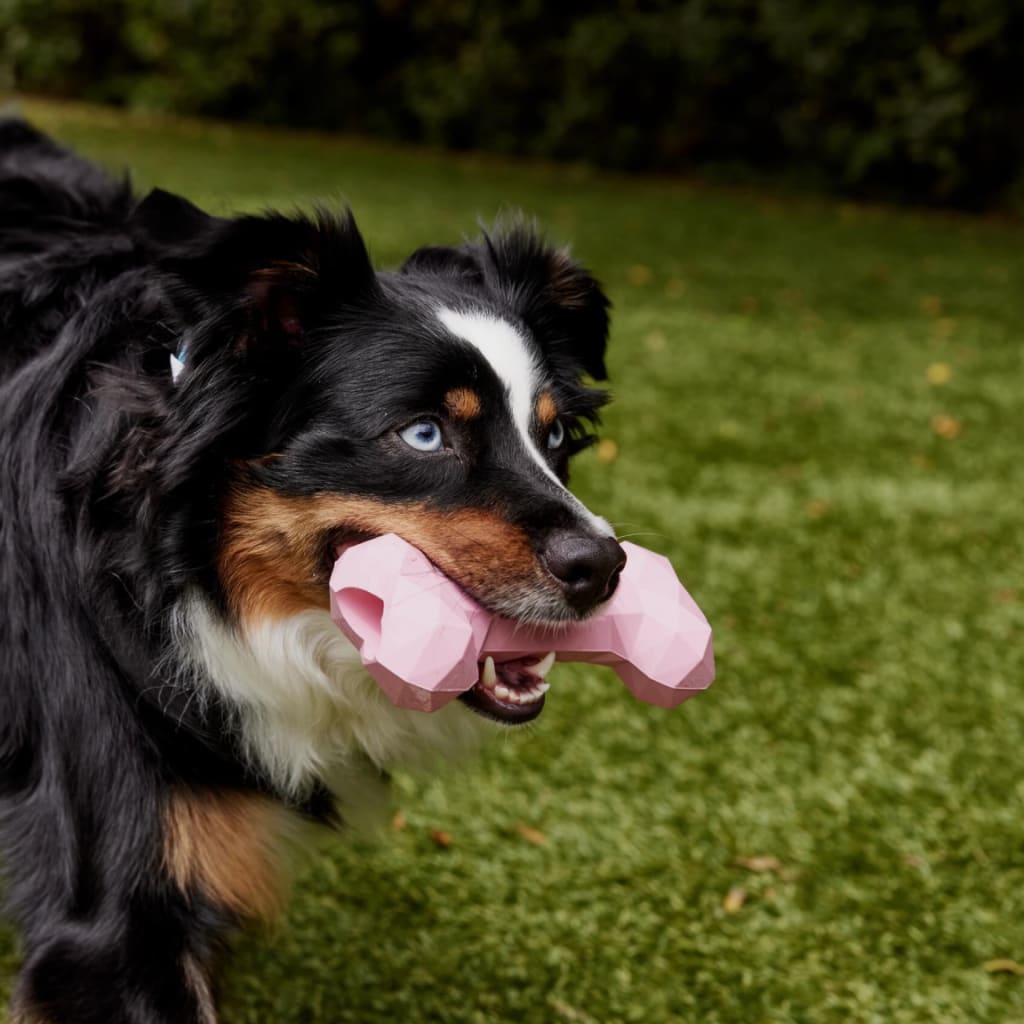 DENTAL POWDER FOR DOGS